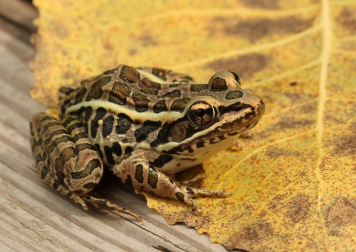 Pickerel Frog